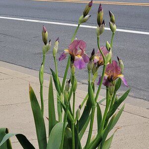 6 Bearded Iris Rhizome Root Plant for $9
